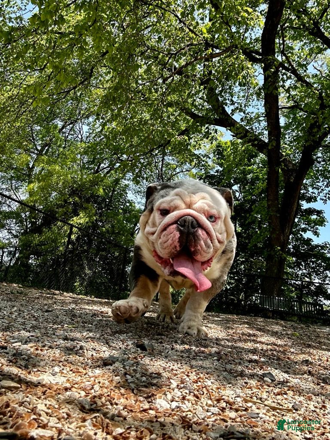 English Bulldog dogs for stud: Crypto - Image 7