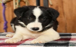 Border Collie dogs for sale: Leo - Image 3