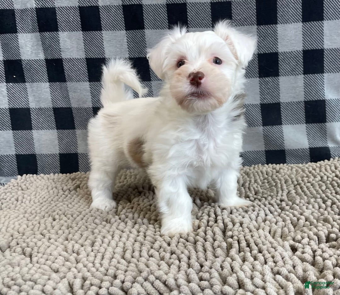 Havanese dogs for sale: Judy - Image 11
