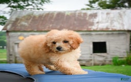 Cavapoo dogs for sale: Clyde - Image 4