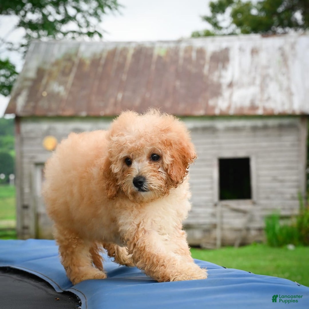 Cavapoo dogs for sale: Clyde - Image 4