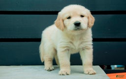 Golden Retriever dogs for sale: Bashful Aka Green - Image 1