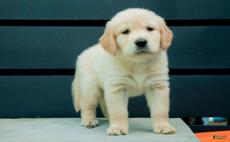 Golden Retriever dogs for sale - Ad 1