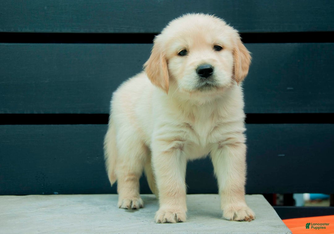 Golden Retriever dogs for sale: Bashful Aka Green - Image 1