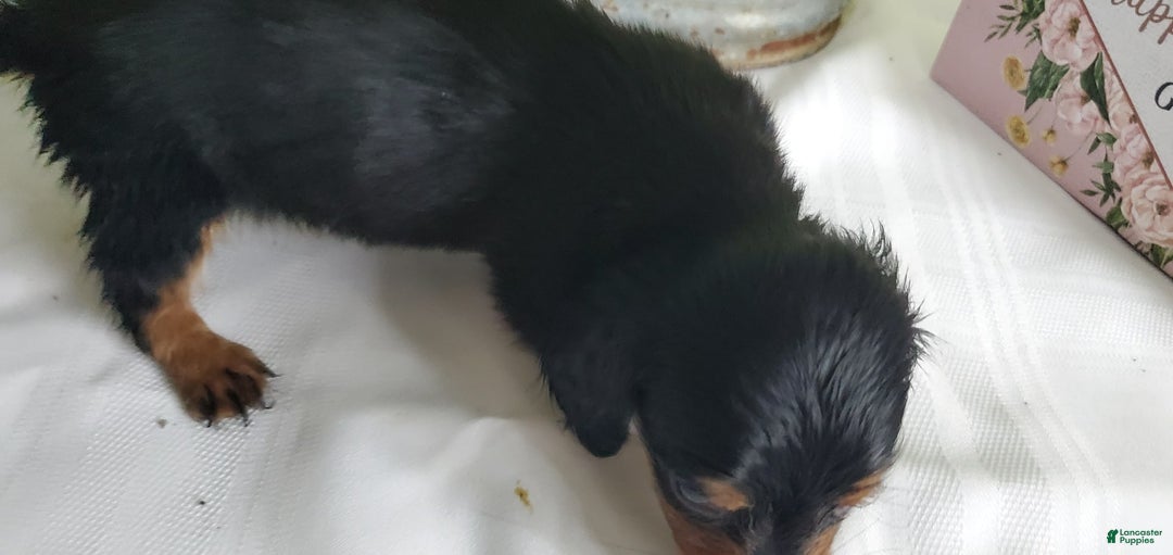 Miniature Dachshund dogs for sale: Smoke - Image 3
