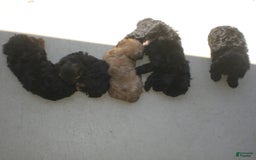 Yorkiepoo dogs for sale: Mack - Image 11
