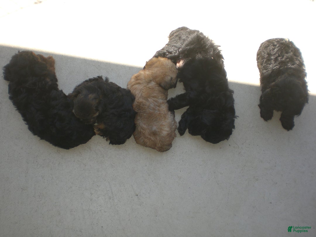 Yorkiepoo dogs for sale: Mack - Image 11