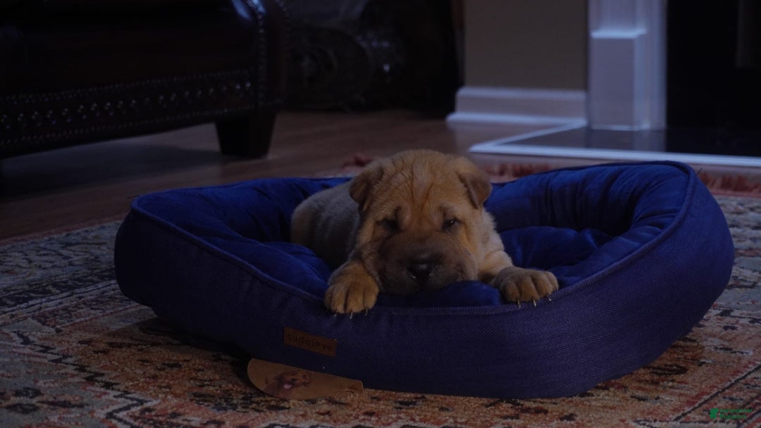 Shar Pei dogs for sale: Nina - Image 3