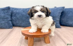 Mini Bernedoodle dogs for sale: Buster - Image 5