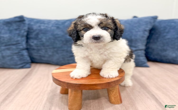 Mini Bernedoodle dogs for sale - Ad 5