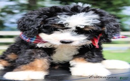 Mini Bernedoodle dogs for sale: Finnagan - Image 3