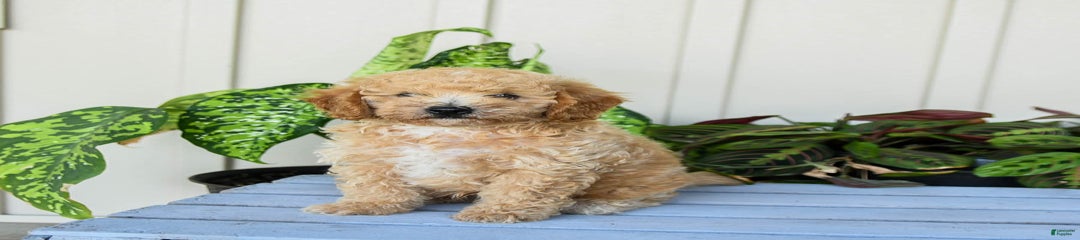 Murphey