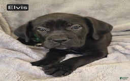Cane Corso dogs for sale: Elvis - Image 1