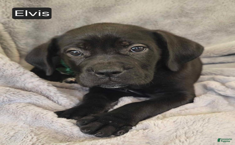Cane Corso dogs for sale - Ad 2
