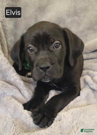 Cane Corso dogs for sale - Ad 2
