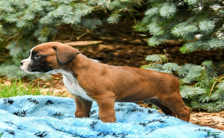 Boxer dogs for sale - Ad 2