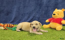 Catahoula Leopard Dog dogs for sale: Tess 2025 Male 1 - Image 8