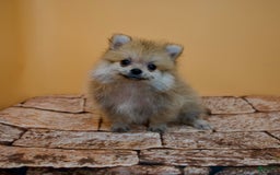 Pomeranian dogs for sale: Charlie - Image 14
