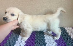 Golden Retriever dogs for sale: Zella - Image 4