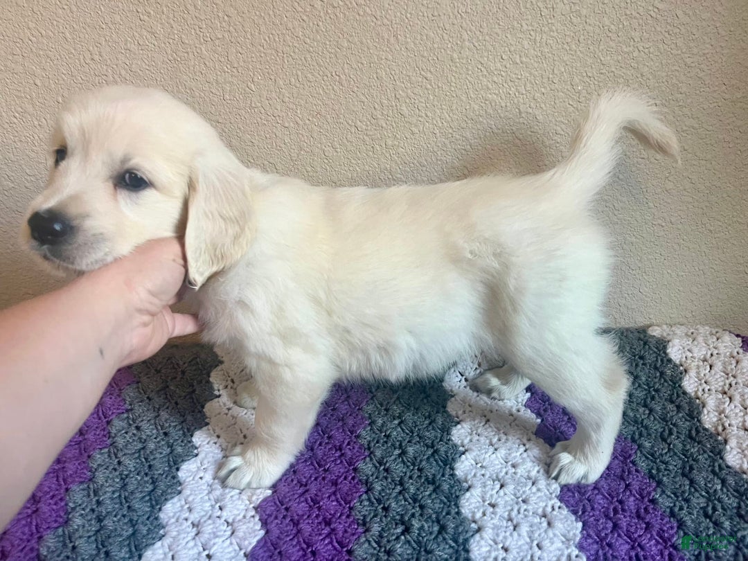Golden Retriever dogs for sale: Zella - Image 4