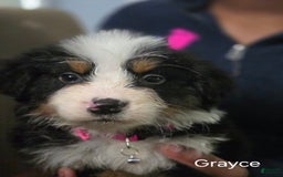 Bernese Mountain Dog dogs for sale: Grayce - Image 1