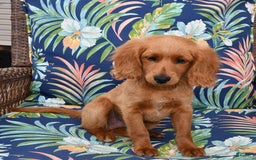 Forever dogs for sale: Tucker - Image 5