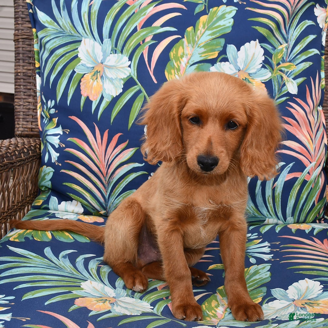 Forever dogs for sale: Tucker - Image 5