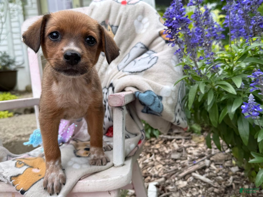 Australian Cattle Dog dogs for sale: Minnie - Image 6