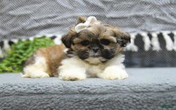 Shih Tzu dogs for sale: Laurel - Image 4