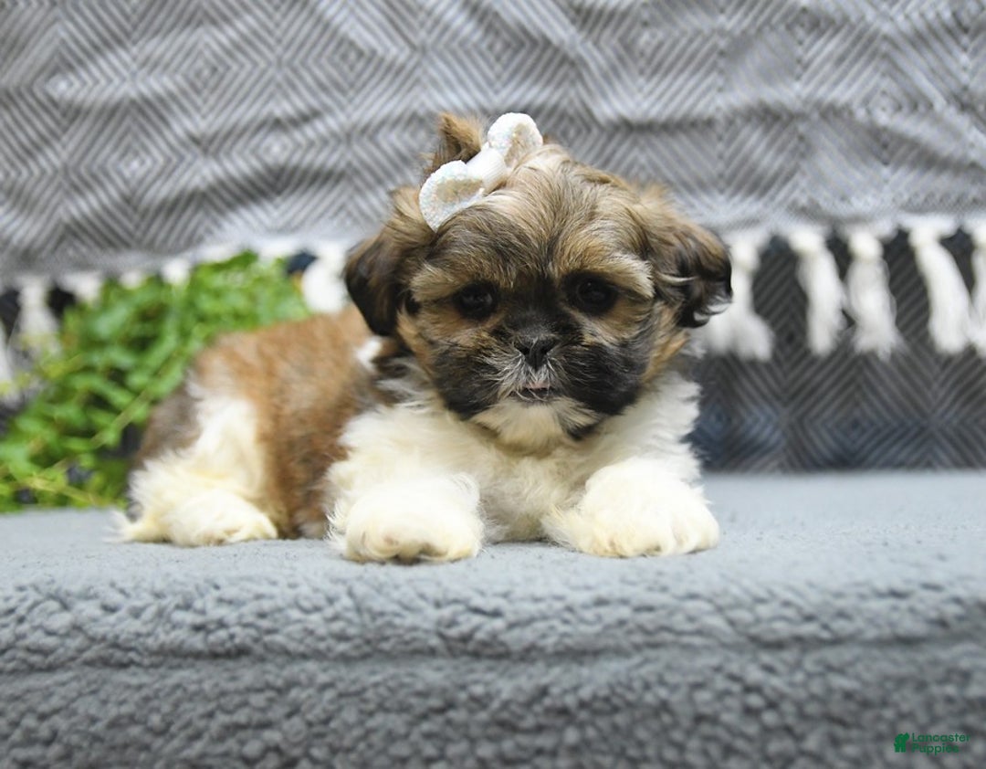 Shih Tzu dogs for sale: Laurel - Image 4