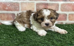 Shihpoo dogs for sale: Biscuit - Image 9