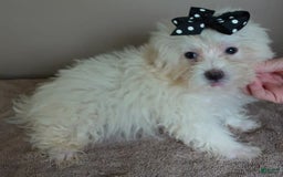 Maltipoo dogs for sale: 3 lb oslo - Image 6