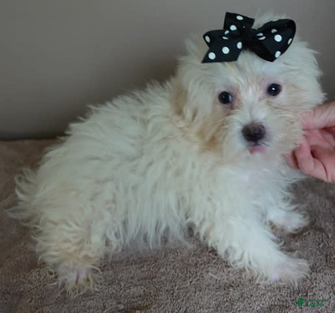 Maltipoo dogs for sale: 3 lb oslo - Image 6