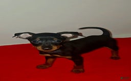 Miniature Pinscher dogs for sale: Apollo - Image 4