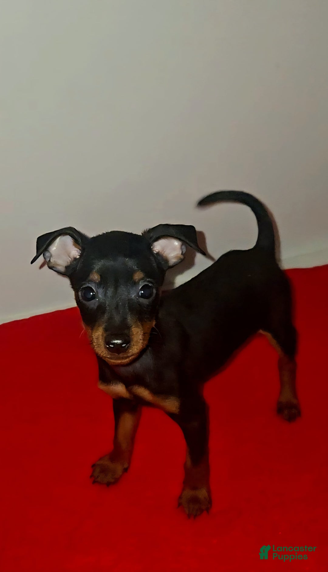 Miniature Pinscher dogs for sale: Apollo - Image 4