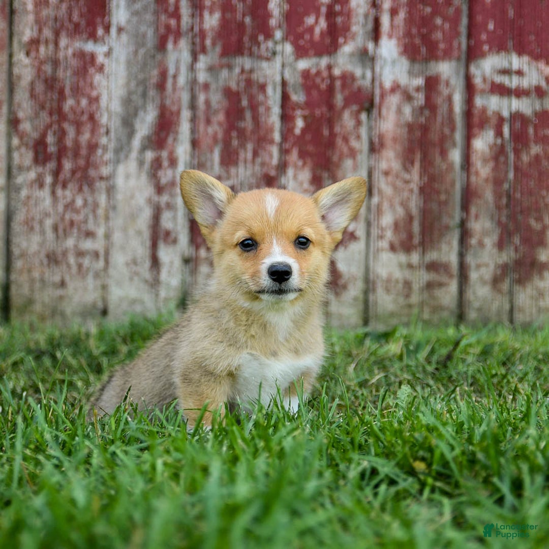 Welsh Corgi Pembroke dogs for sale: Welsh Corgi (Pembroke) 8 puppies - Image 24
