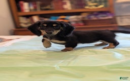 Miniature Dachshund dogs for sale: Romeo - Image 6