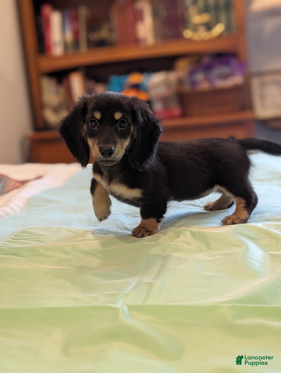 Miniature Dachshund dogs for sale: Romeo - Image 6