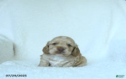 Cocker Spaniel dogs for sale: Skyler - Image 1