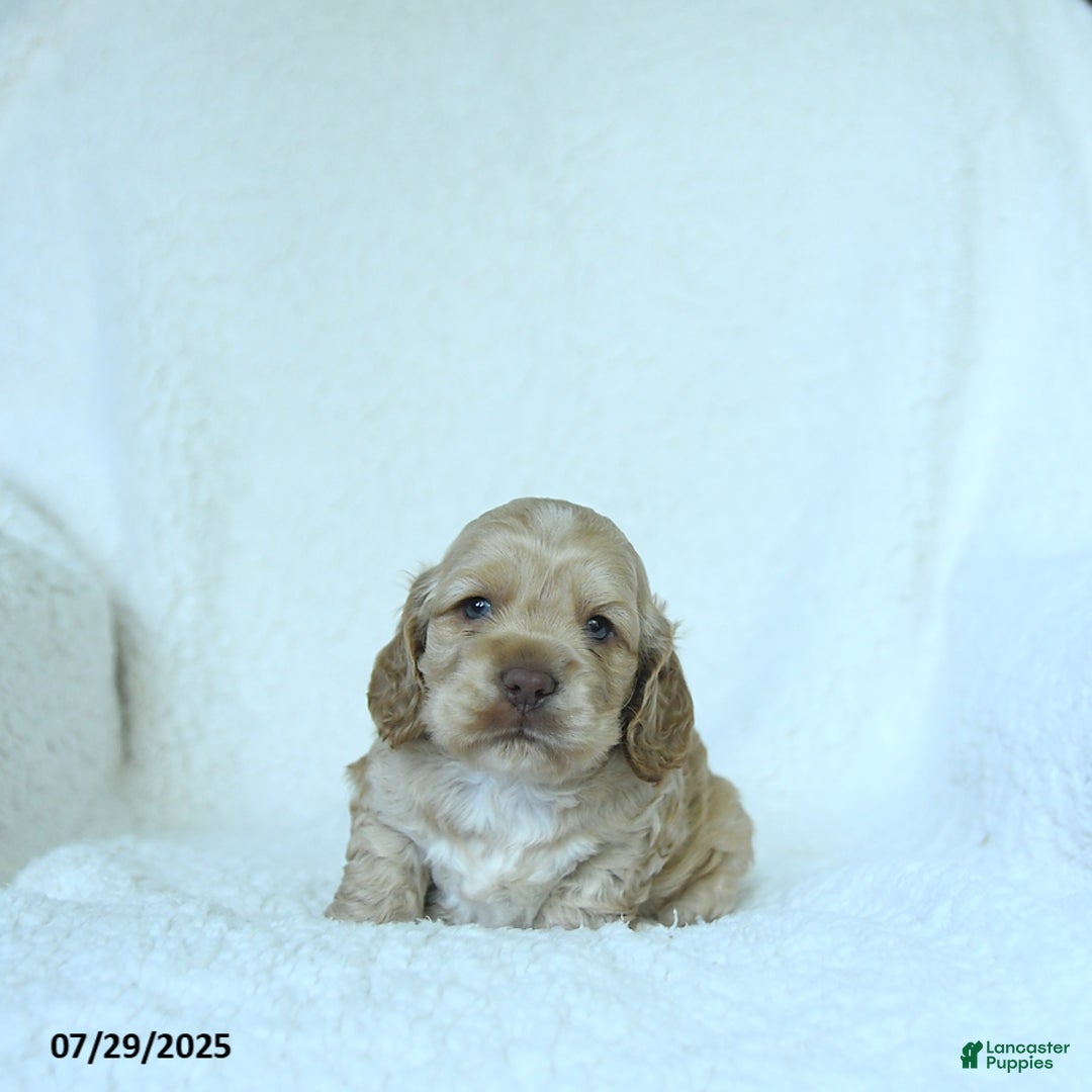 Cocker Spaniel dogs for sale: Skyler - Image 1