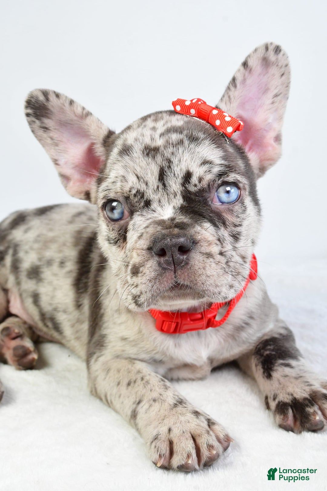French Bulldog dogs for sale: Austin - Image 2