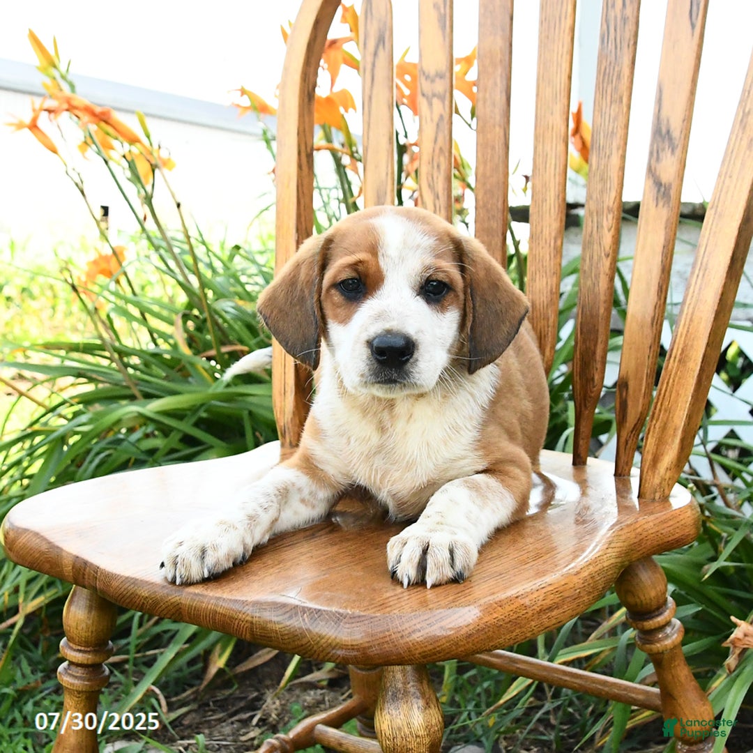 Beagle dogs for sale: Leo - Image 3