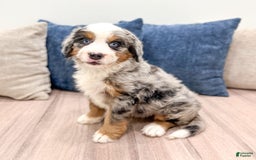 Mini Bernedoodle dogs for sale: Heidi - Image 1