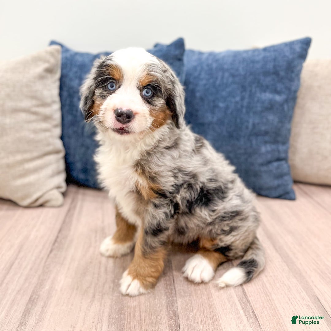 Mini Bernedoodle dogs for sale: Heidi - Image 1