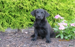 Labrador Retriever dogs for sale: Bella - Image 4