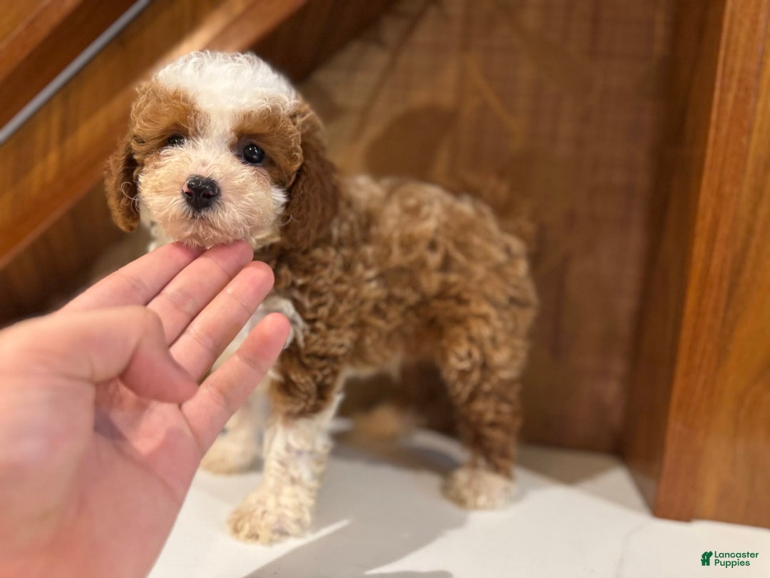 Cavapoo dogs for sale: Bailey - Image 1