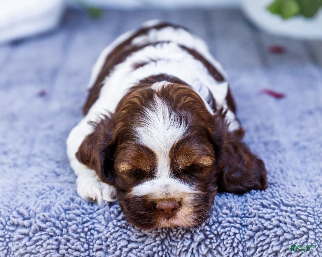 Cocker Spaniel dogs for sale: Chester - Image 10