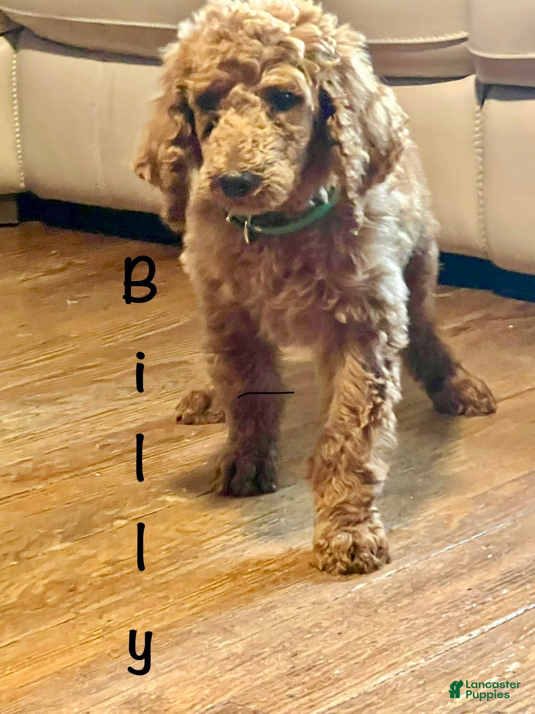 Standard Poodle dogs for sale: Billy - Image 5