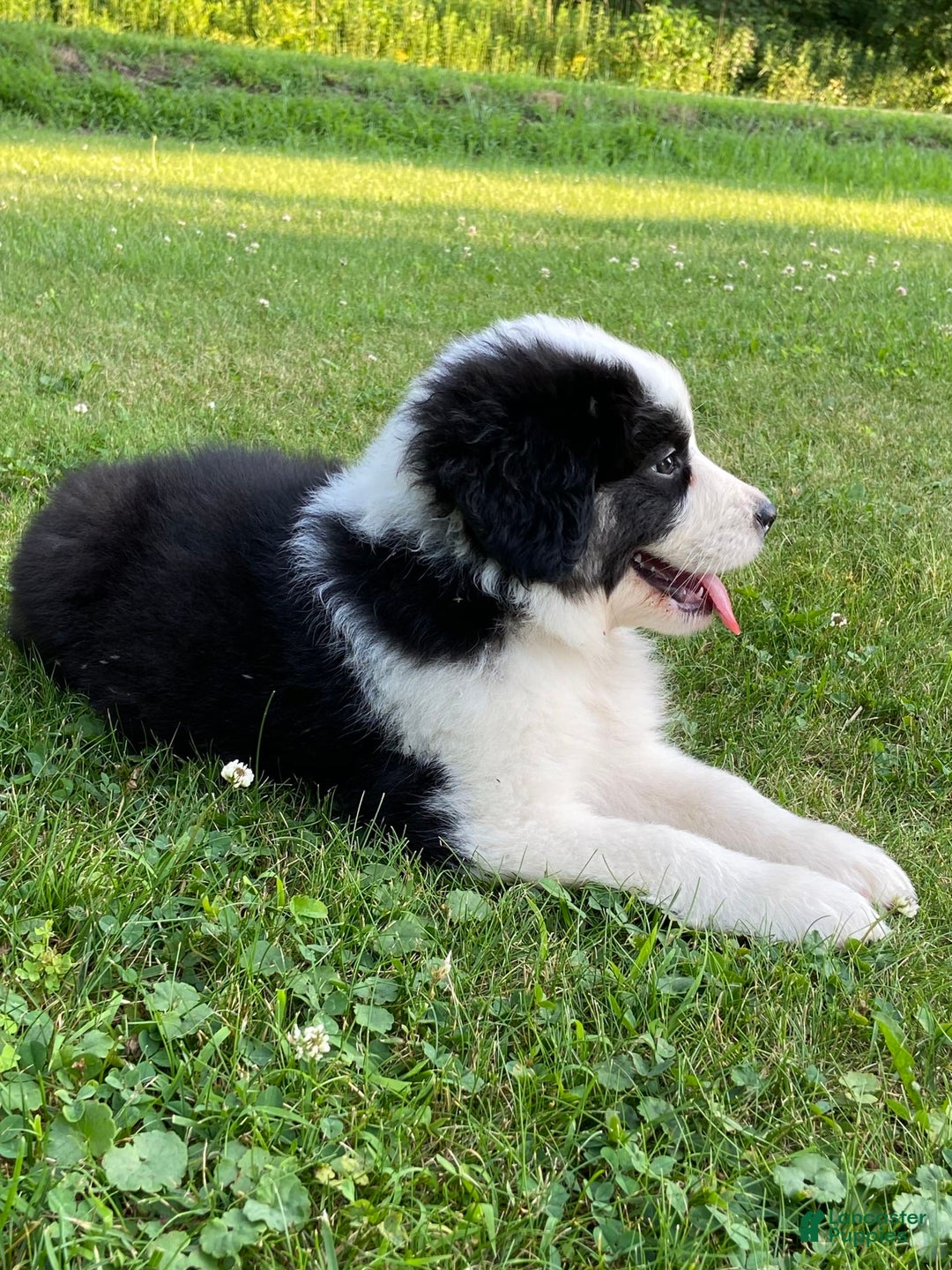Australian Shepherd dogs for sale: Zena H3 - Image 3