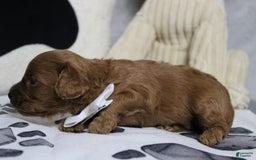 Cavapoo dogs for sale: Phoenix - Image 31